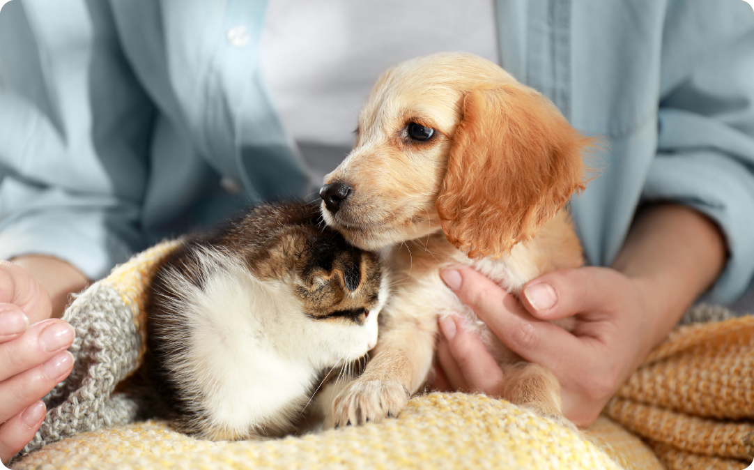 関連サービス プリモ動物病院 ペットホテル 子犬子猫の診療科 パピーレッスン