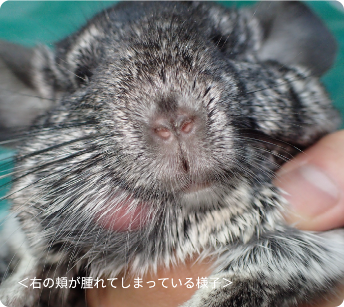 小動物 プリモ動物病院 相模原