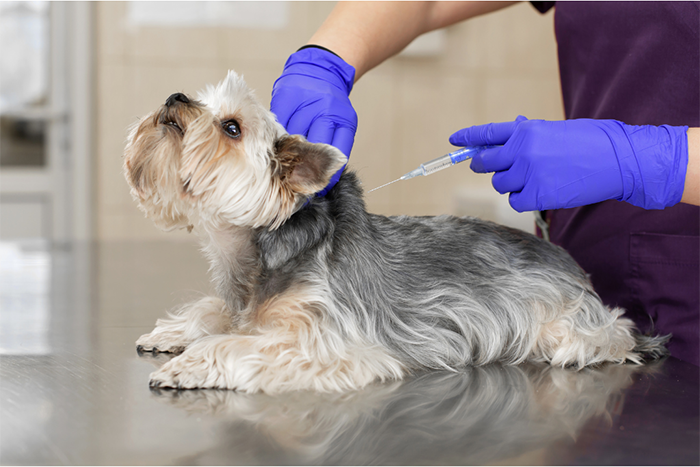犬の混合ワクチンの基礎知識《接種の理由と予防できる病気》