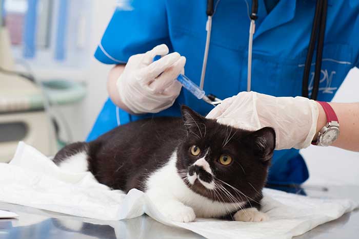 猫の混合ワクチンの基礎知識 《接種の理由と予防できる病気》