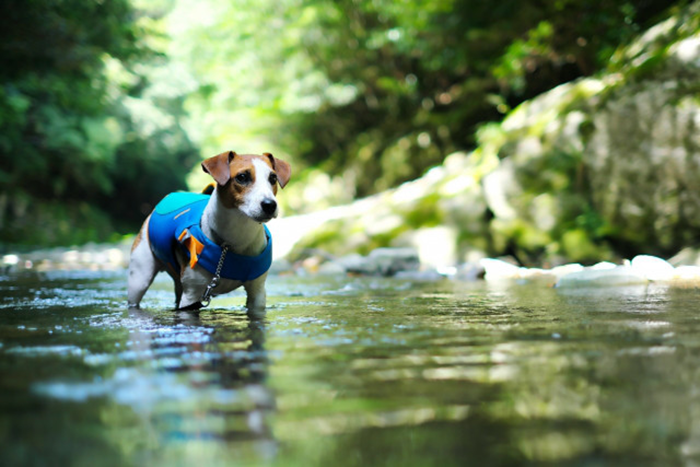 愛犬と水のレジャーへ行く前に知っておきたいこと