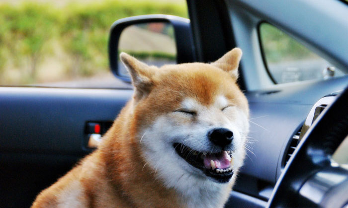 愛犬と快適に楽しむドライブのポイント