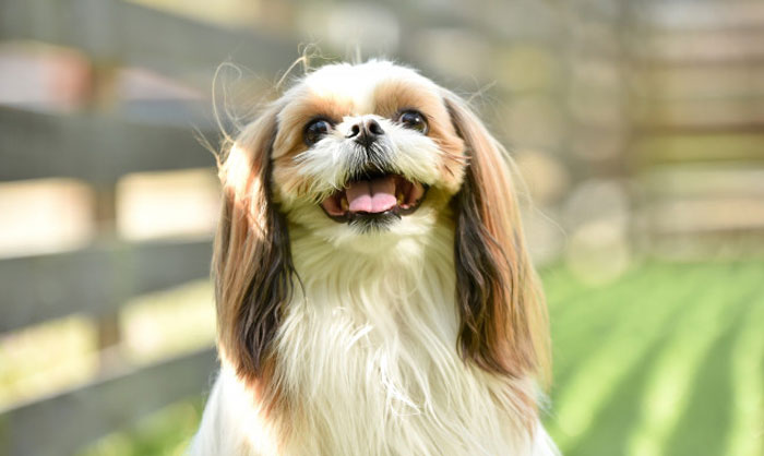 犬の皮膚病で最も多い「膿皮症」とは？原因・症状・治療・予防を解説