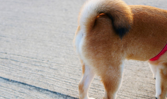 高齢犬に多い会陰ヘルニア｜症状・原因・治療法と予防のポイント