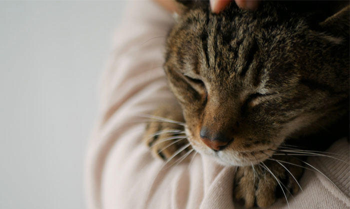 シニア猫の介護とケア｜高齢猫に多い病気と予防法