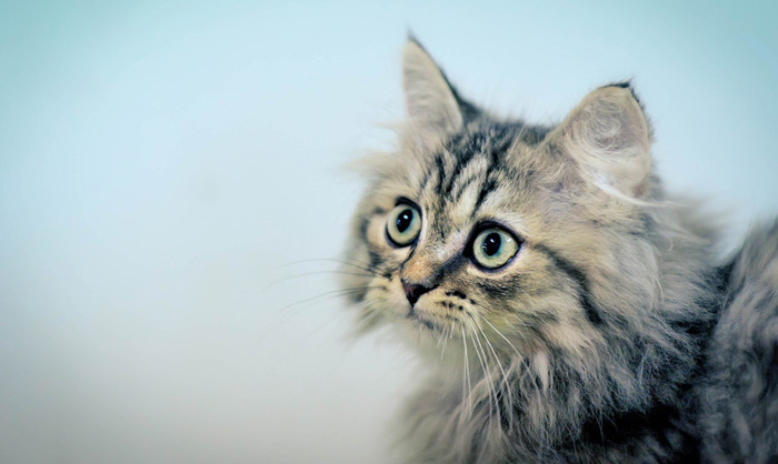 猫から人にうつる？妊婦さんも知っておきたい「トキソプラズマ症」の基礎知識