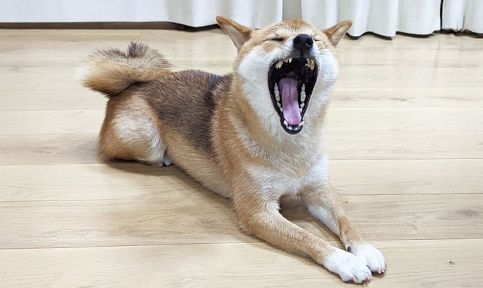 愛犬の歯を健康に！歯の生え変わりとお口のケアポイント