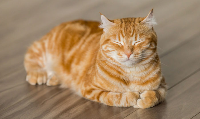 犬・猫の尿石症とは？種類・原因・再発予防のためのフードとケア方法