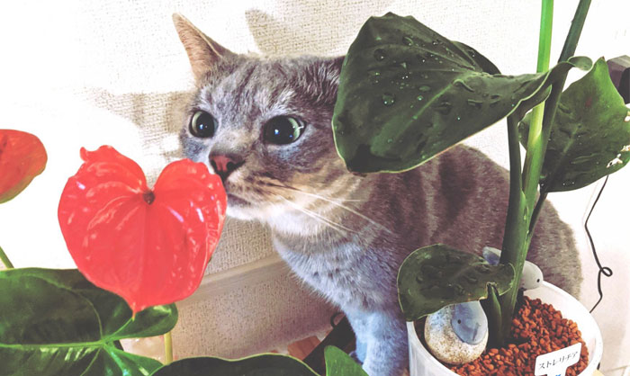 犬や猫が食べると危険!ペットに有害な観葉植物と安全な植物の見分け方