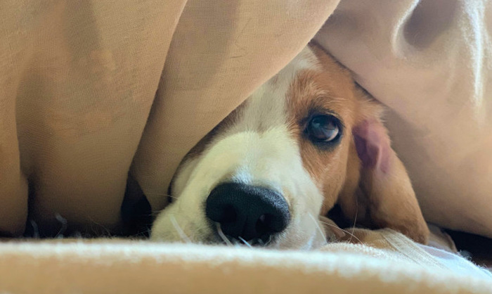 ペットが吐いてしまったときの対処法