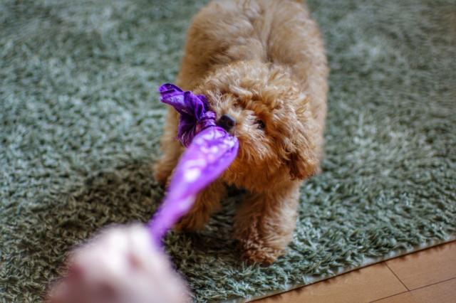 ペットのたばこ中毒に注意｜誤食しやすい身近なものと対処法
