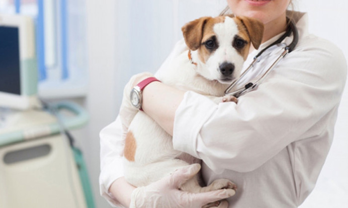 犬・猫のレントゲン検査で何がわかる？仕組み・安全性・検査が必要なケースを解説