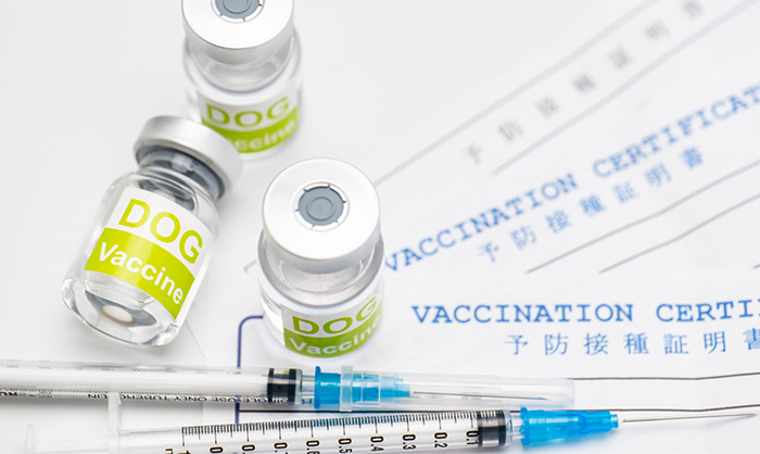 犬の狂犬病予防注射はなぜ必要？接種時期・法律・副作用を解説