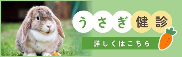うさぎ健診