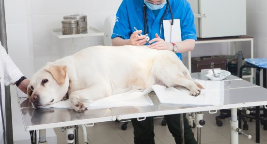 犬と猫の全身麻酔って本当に危険？リスクと安全性の実際