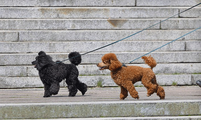 犬や猫の歩き方がおかしい？考えられる原因と受診の目安